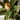 KA BOTANICA #3167