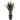 MX PLANTA DE AGAVE