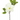 SL MAGNOLIA X1