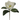 SL MAGNOLIA BLOOM X1